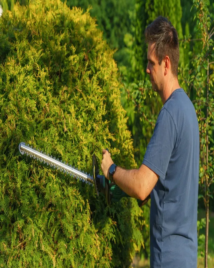 Landscaper trimming hedges